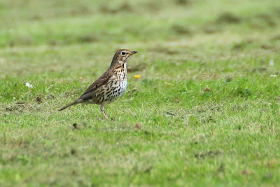 Zanglijster - Bûnte Lyster - Turdus philomelos