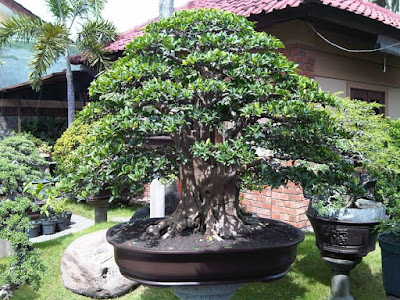 Bonsai Beringin Elegan (ficus elegant)