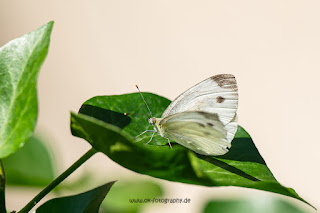 Naturfotografie Makrofotografie Olaf Kerber