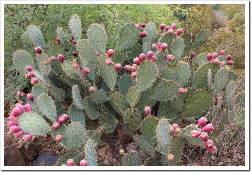 120728_ArizonaSonoraDesertMuseum_Opunti-engelmannii_01