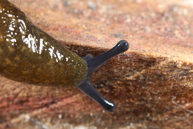 Slug