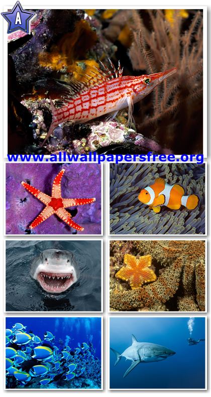 30 Amazing Underwater Wallpapers 1600 X 1200