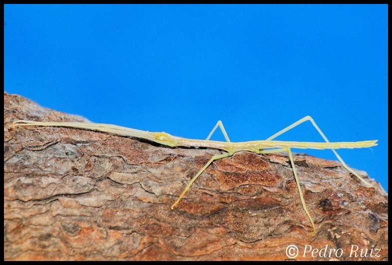 Ninfa L2 de Lopaphus sphalerus, 3 cm de longitud