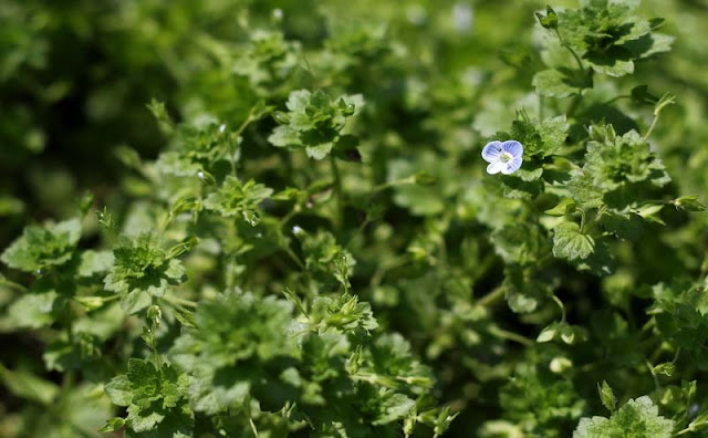 Veronica Persica Flowers Pictures