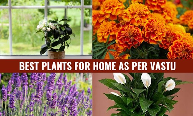 Best Vastu Plants For Home | Bring Positivity & Money