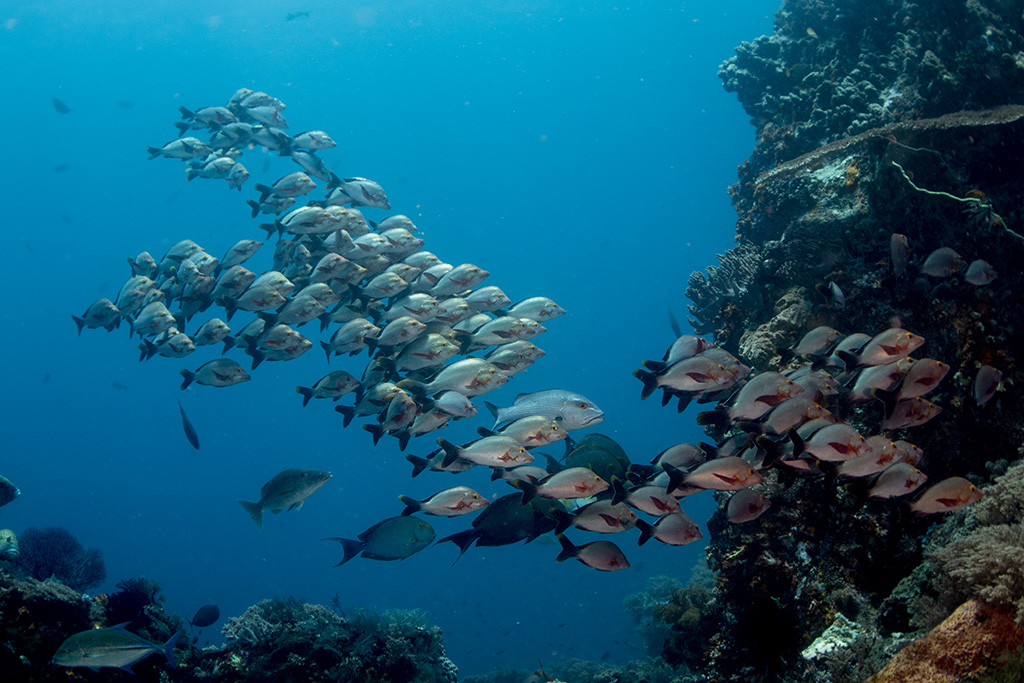 Best Places for Scuba Diving in World