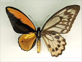 Mariposa Macho Hembra en el Insectarium de Montreal