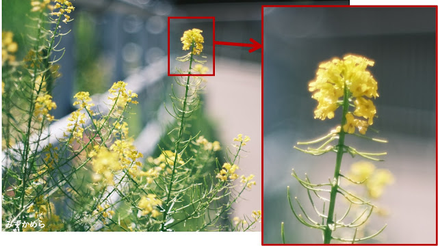 Nikkor-HC Auto 50mm F2、開放時の花の写真