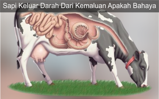 Sapi Keluar Darah Dari Kemaluan Apakah Bahaya