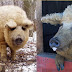 Meet the Mangalitsa Pig: A Rare Wooly Breed That Looks Like a Sheep and Acts Like a Dog! [WATCH]