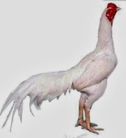 gambar ayam