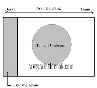 cara membuat kandang ayam kampung