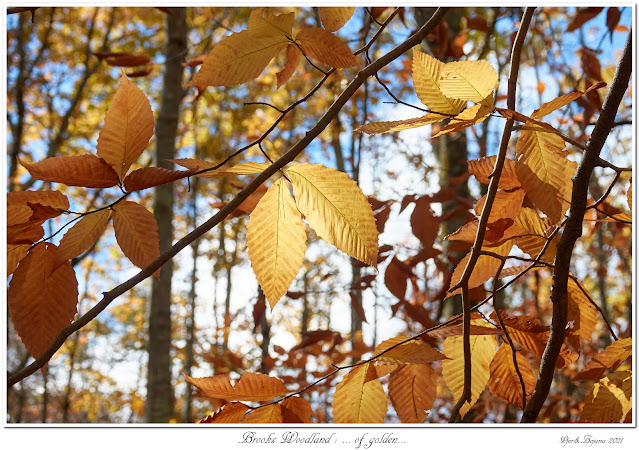 Brooks Woodland: ... of golden...