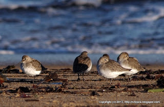 Dunlins, 11/13/10 Plum Island, North End