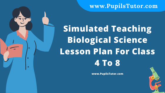 Free Download PDF Of Simulated Teaching  Biological Science Lesson Plan For Class 4 To 8 On Food Chain And Food Web Topic For B.Ed 1st 2nd Year/Sem, DELED, BTC, M.Ed In English. - www.pupilstutor.com