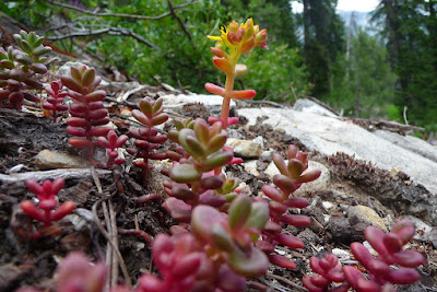 Sedum divergens - Spreading stonecrop care and culture