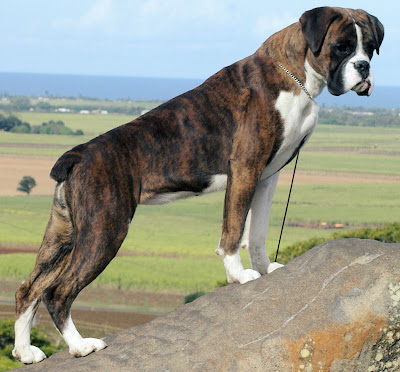 Brindle Boxer Dog pictures