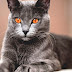 Russian Blue - Blue Russian Cat