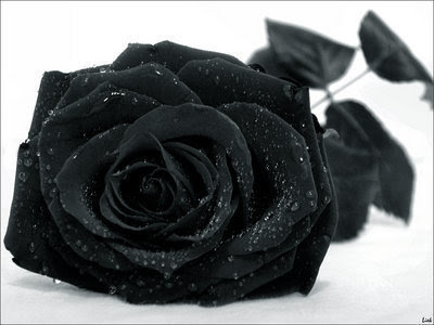 Black And White Rose Pictures. I love the white rose!