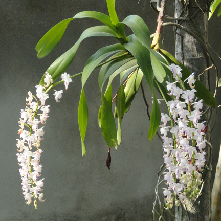 অর্কিড গাছের ছবি - অর্কিড ফুলের ছবি ডাউনলোড - Picture of orchid flower- NeotericIT.com