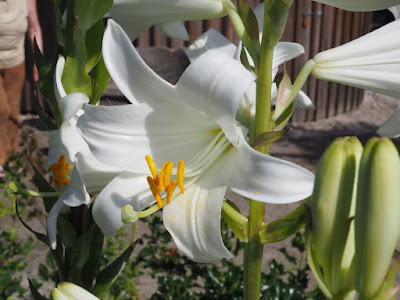 Лилия белоснежная (Lilium candidum)