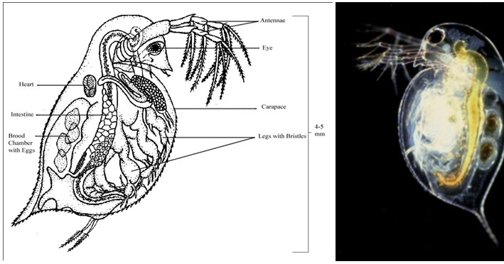 Melek Perikanan Daphnia Sp Morfologi Klasifikasi  