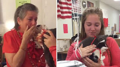 Profesora perdió a su gato de 16 años, por lo que sus alumnos la sorprendieron con 2 gatitos rescatados