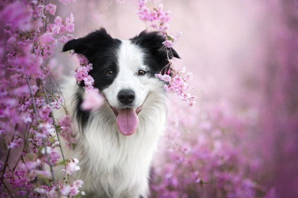 Iza Łysoń 500px arte fotografia cachorros cães fofos campos floridos