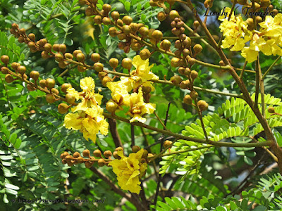 Yellow flametree - Peltophorum pterocarpum