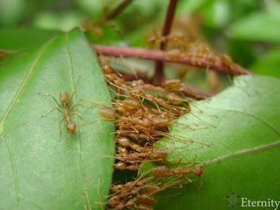 ants building a nest