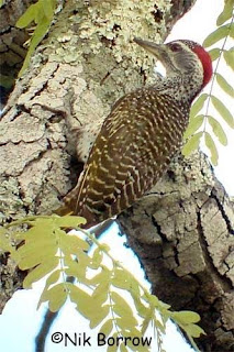 Reichenow´s Woodpecker