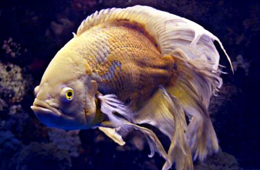 11 Jenis Ikan Oscar Paling Bagus dan  Harganya