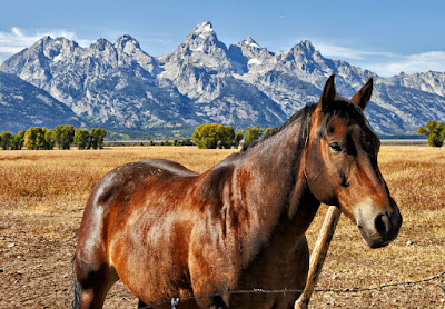 Caballos en las praderas muy cerca de las montañas