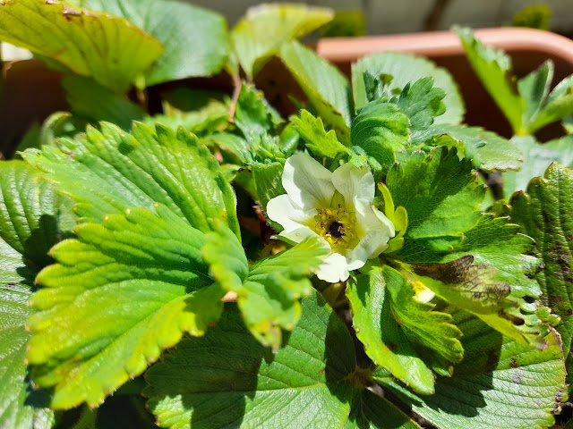 Fresones (Fragaria x ananassa).