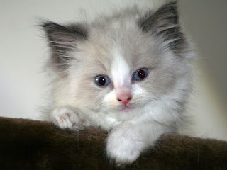 cute ragdoll cat kitten puss pussy pussycat grimalkin kat mace pisik kotka gat macka kocka kass pusa kissa gato katze macska kottur kakis kate qattus kot pisica macka katt kedi con meo kucing pets, huisdieren, animaux de compagnie, Haustiere, animais, Animale de companie, animales domesticos, husdjur, Evcil Hayvan, anifeiliaid anwes, domace zvali, binatang kesayangan, augintiniai, animali domestici, peatai, bet kay, lemmikit, mga alagang hayop, domaci zvirata, kucni ljubimci, animals domestics, maskotak, binatang peliharaan cute ragdoll cat kitten puss pussy pussycat grimalkin kat mace pisik kotka gat macka kocka kass pusa kissa gato katze macska kottur kakis kate qattus kot pisica macka katt kedi con meo kucing pets, huisdieren, animaux de compagnie, Haustiere, animais, Animale de companie, animales domesticos, husdjur, Evcil Hayvan, anifeiliaid anwes, domace zvali, binatang kesayangan, augintiniai, animali domestici, peatai, bet kay, lemmikit, mga alagang hayop, domaci zvirata, kucni ljubimci, animals domestics, maskotak, binatang peliharaan