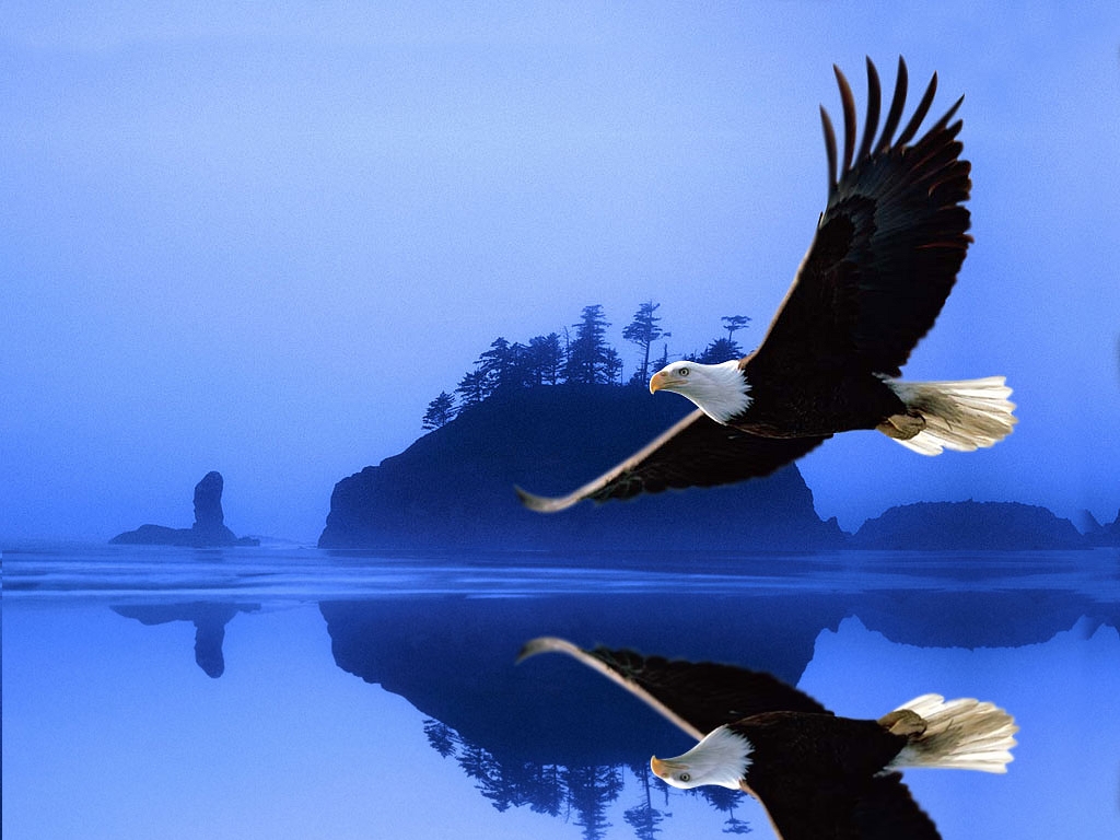 anger eagle bird wallpaper latest eagle bird wallpaper eagle bird ...