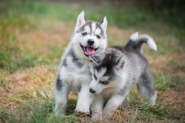 Siberian Husky Dog