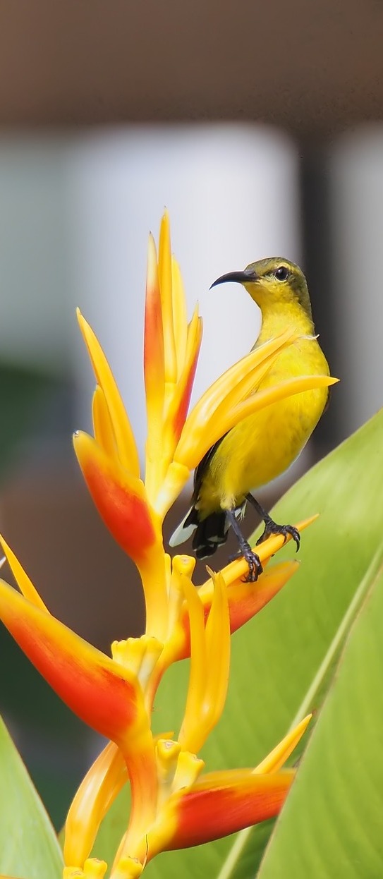 A sunbird on a flower.