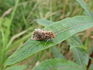 Autographa mappa