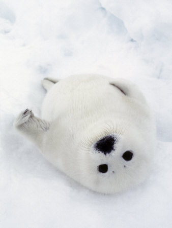 Mediterranean Monk Seal. mediterranean monk seal,