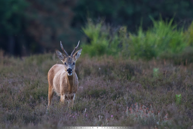  Reebok - Roe Deer buck - Capreolus capreolus