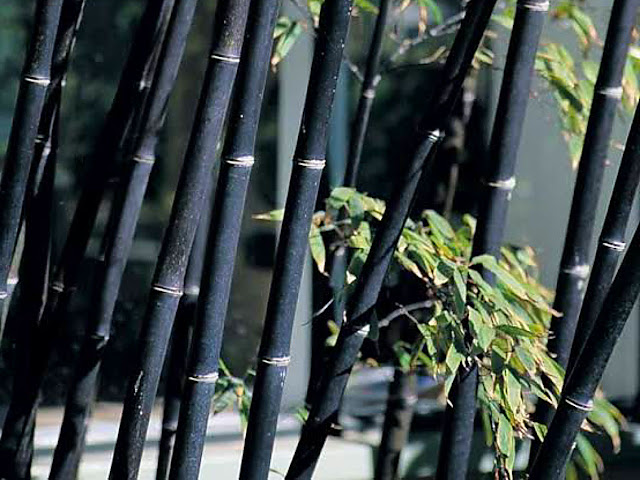 Jenis jenis Bambu  untuk Bangunan dan Furniture Beserta 