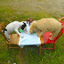 Dogs +Tea = Disaster.......Happy Weekend!