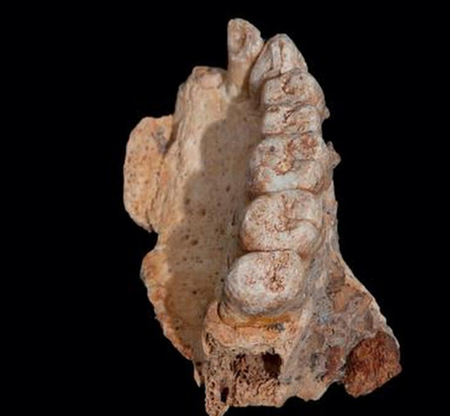 Верхняя левая челюсть современного Homo sapiens