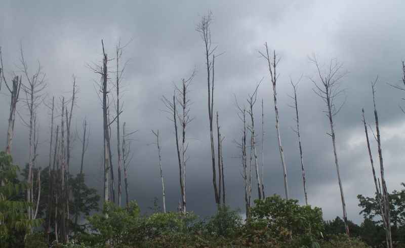 Deforestation induced landslide in South Sulawesi's Jeneponto: NGO