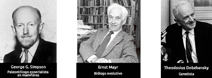 Teoría Sintética