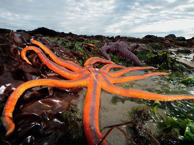 Beautiful Star Fish Seen On www.dil-ki-dunya.tk