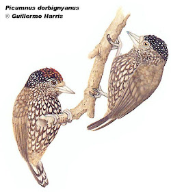 Ocellated Piculet