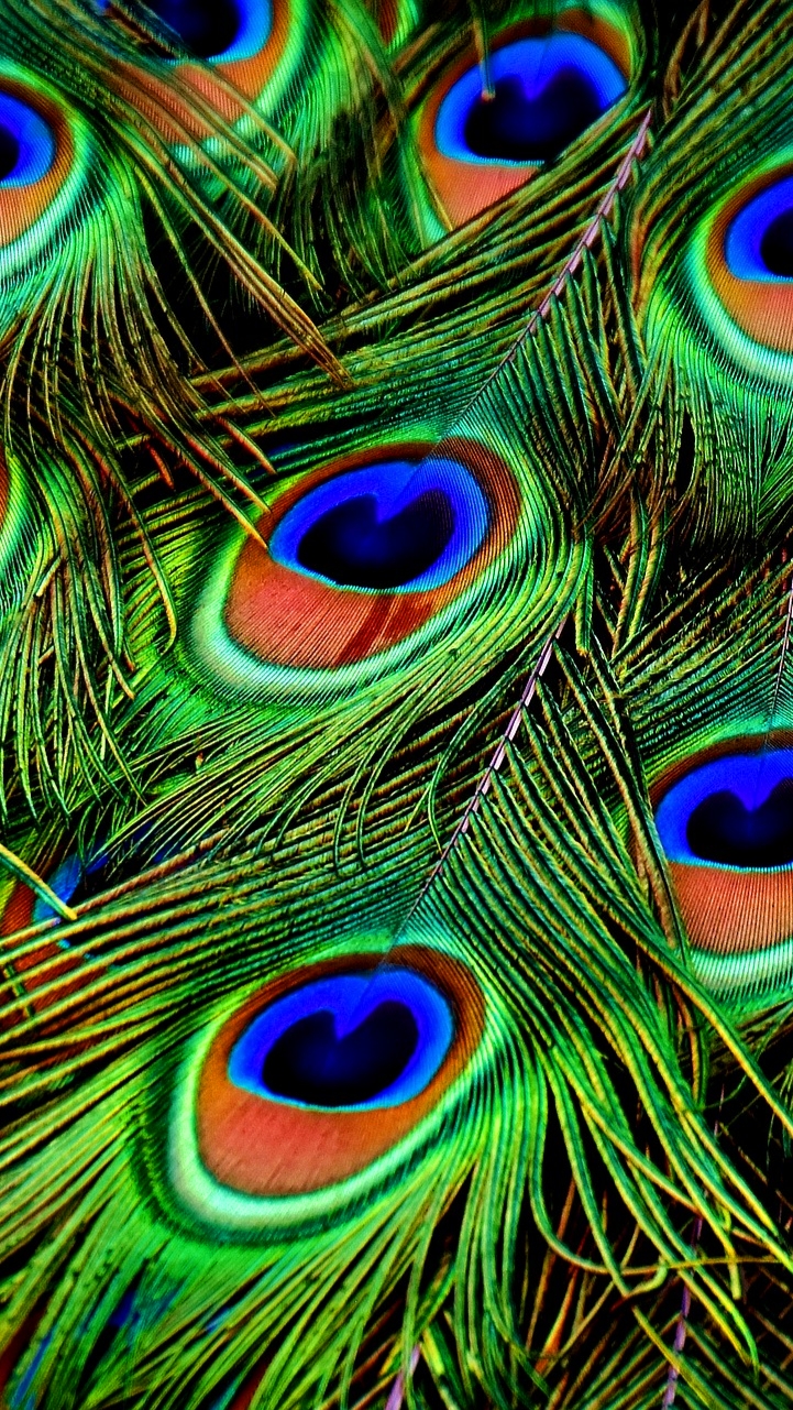 मोर वॉलपेपर फोटो | Peacock wallpaper hd for mobile