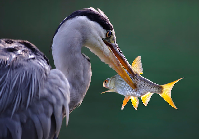 "Grey Heron''